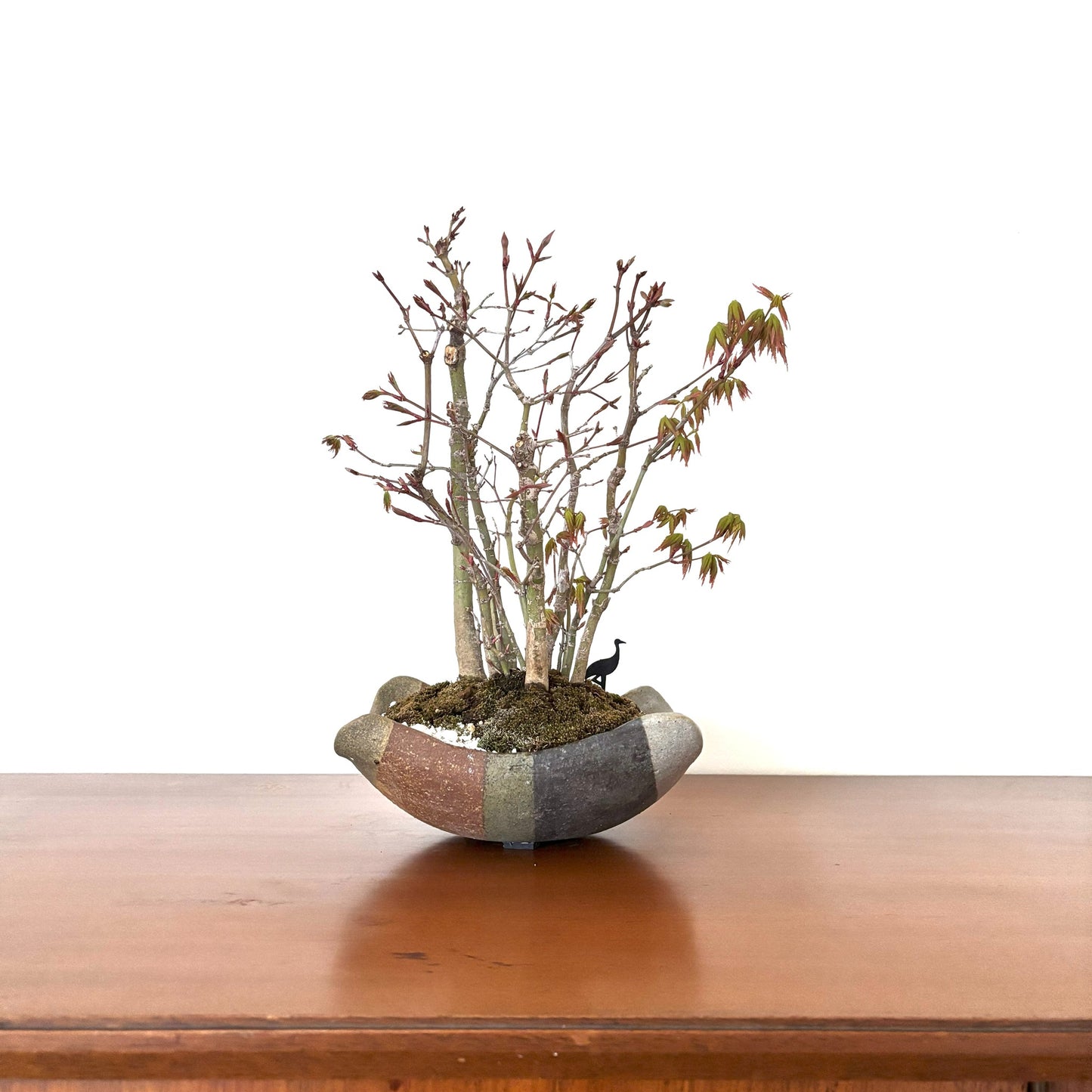 5.Re-盆栽 b1y/山紅葉/観葉植物/BONSAI/maple