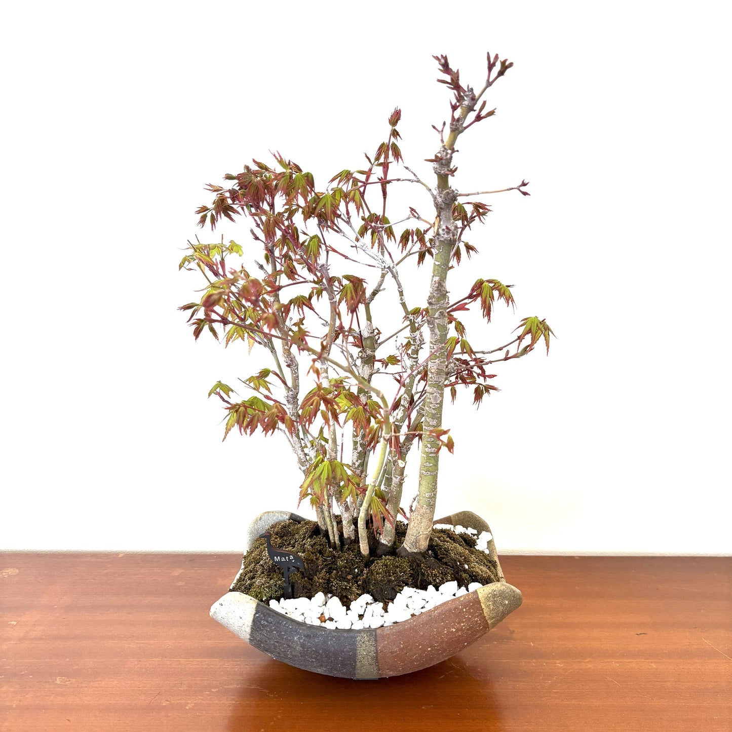 5.Re-盆栽 b1y/山紅葉/観葉植物/BONSAI/maple