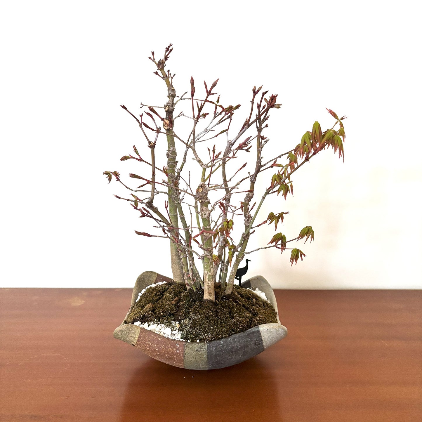 5.Re-盆栽 b1y/山紅葉/観葉植物/BONSAI/maple