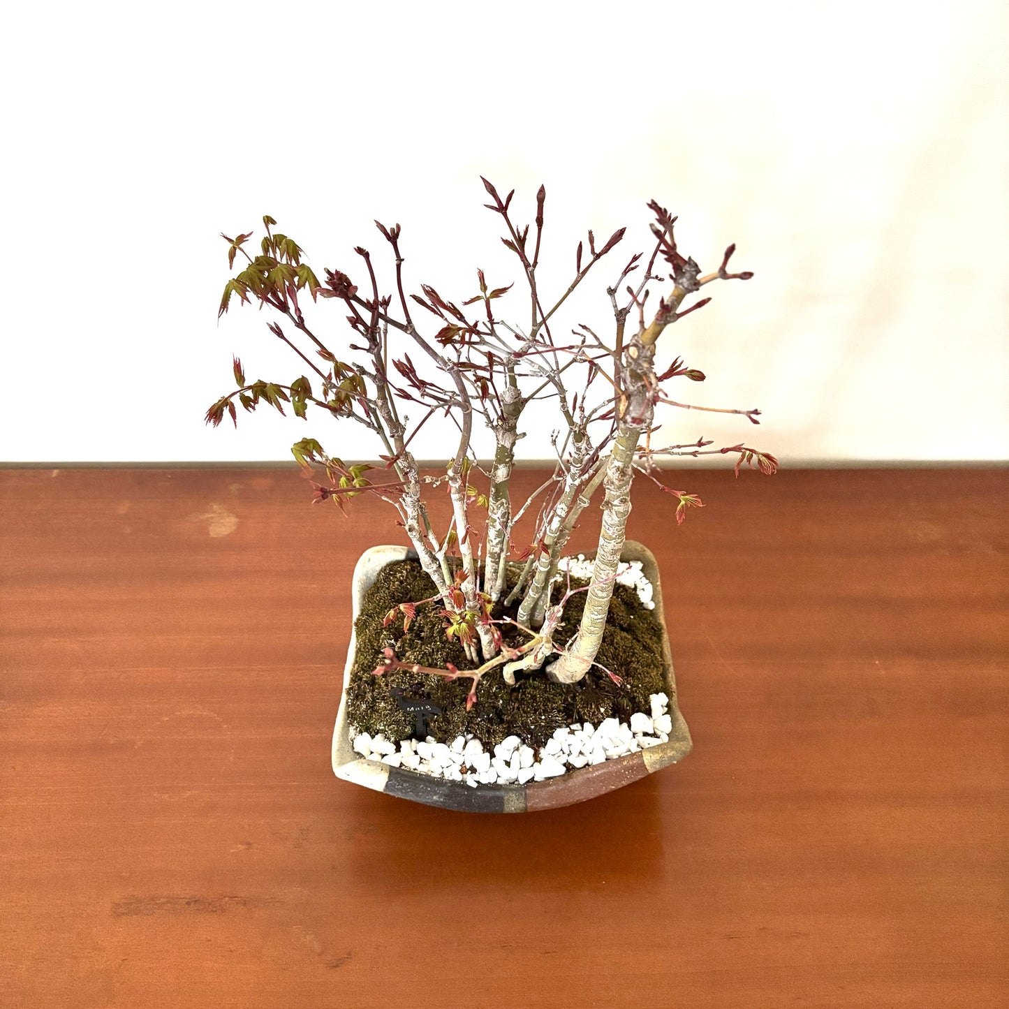 5.Re-盆栽 b1y/山紅葉/観葉植物/BONSAI/maple
