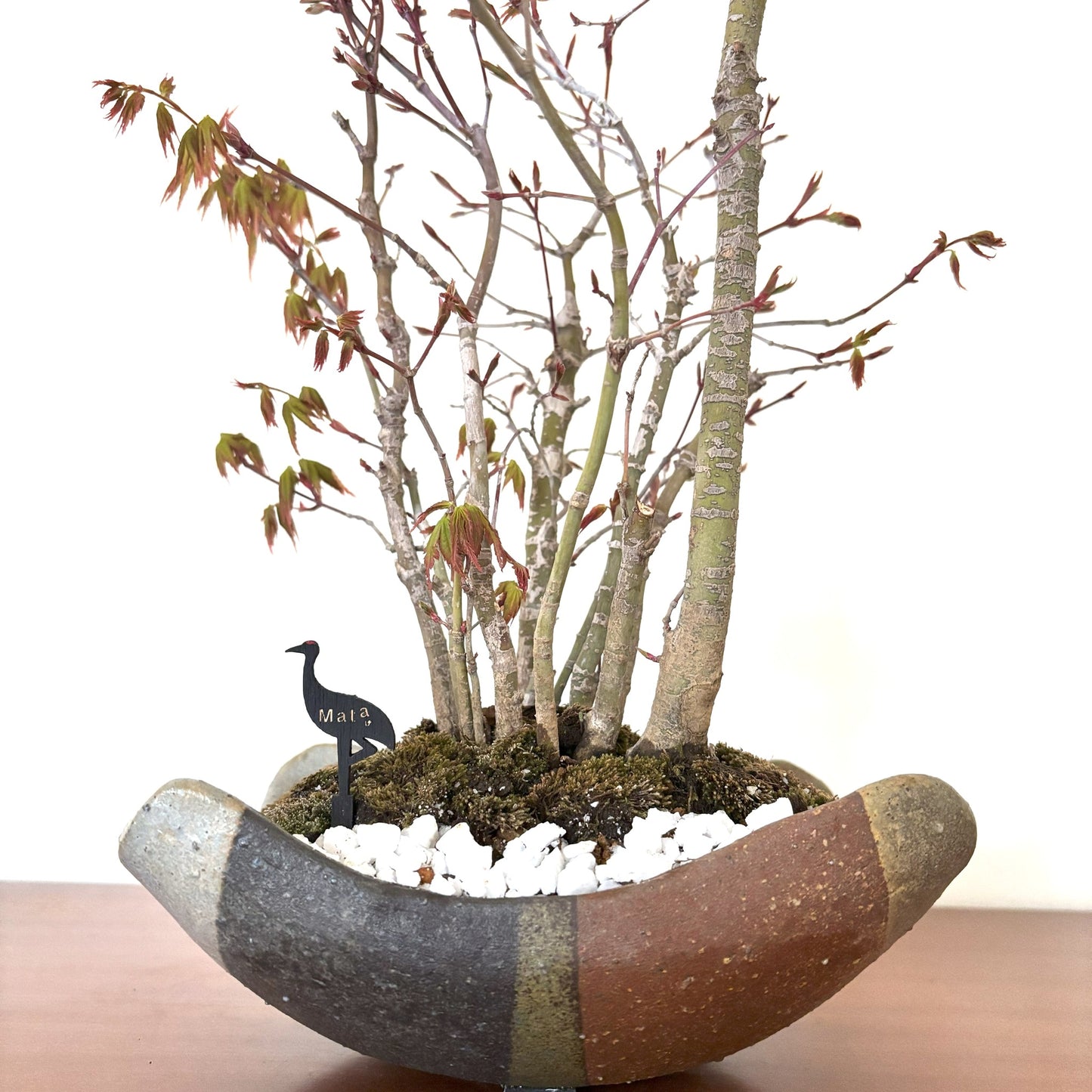 5.Re-盆栽 b1y/山紅葉/観葉植物/BONSAI/maple