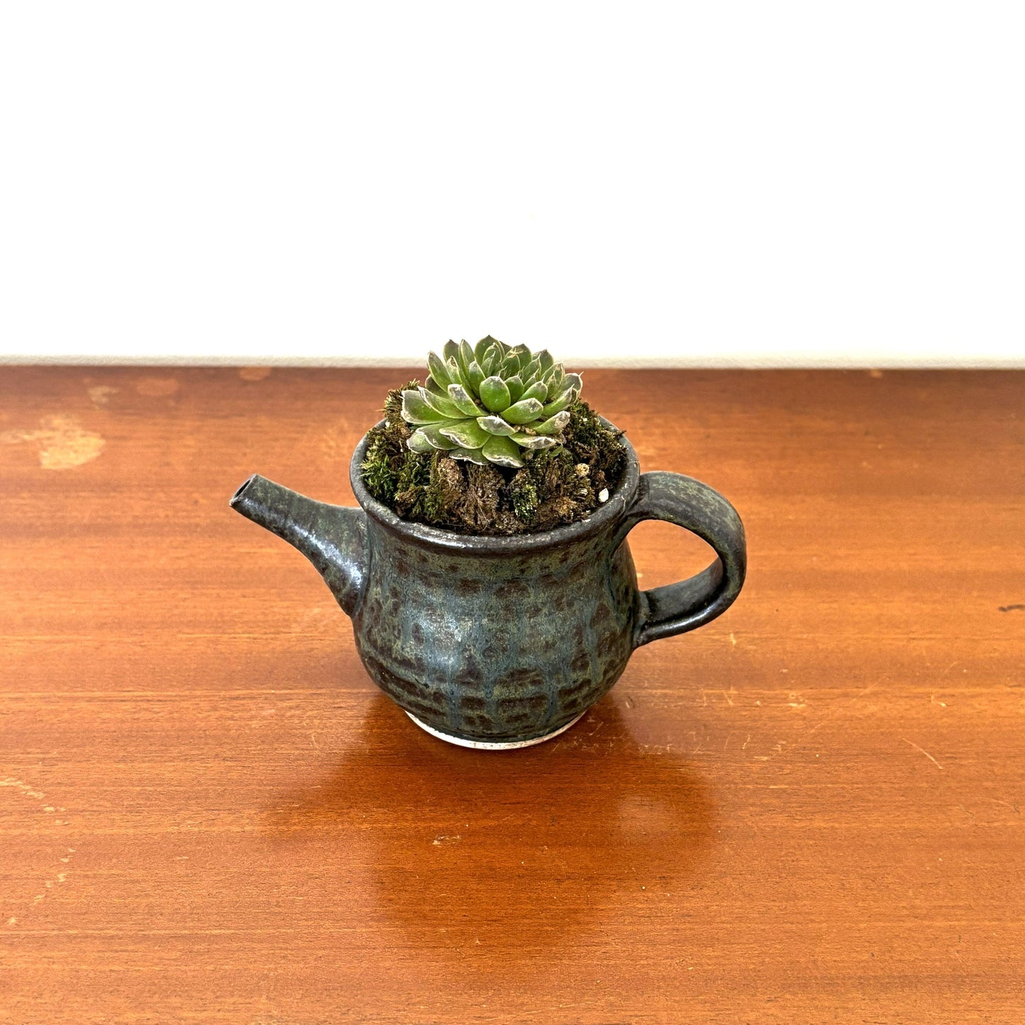 Re-盆栽 b8y/エケベリア/多肉植物/観葉植物/BONSAI