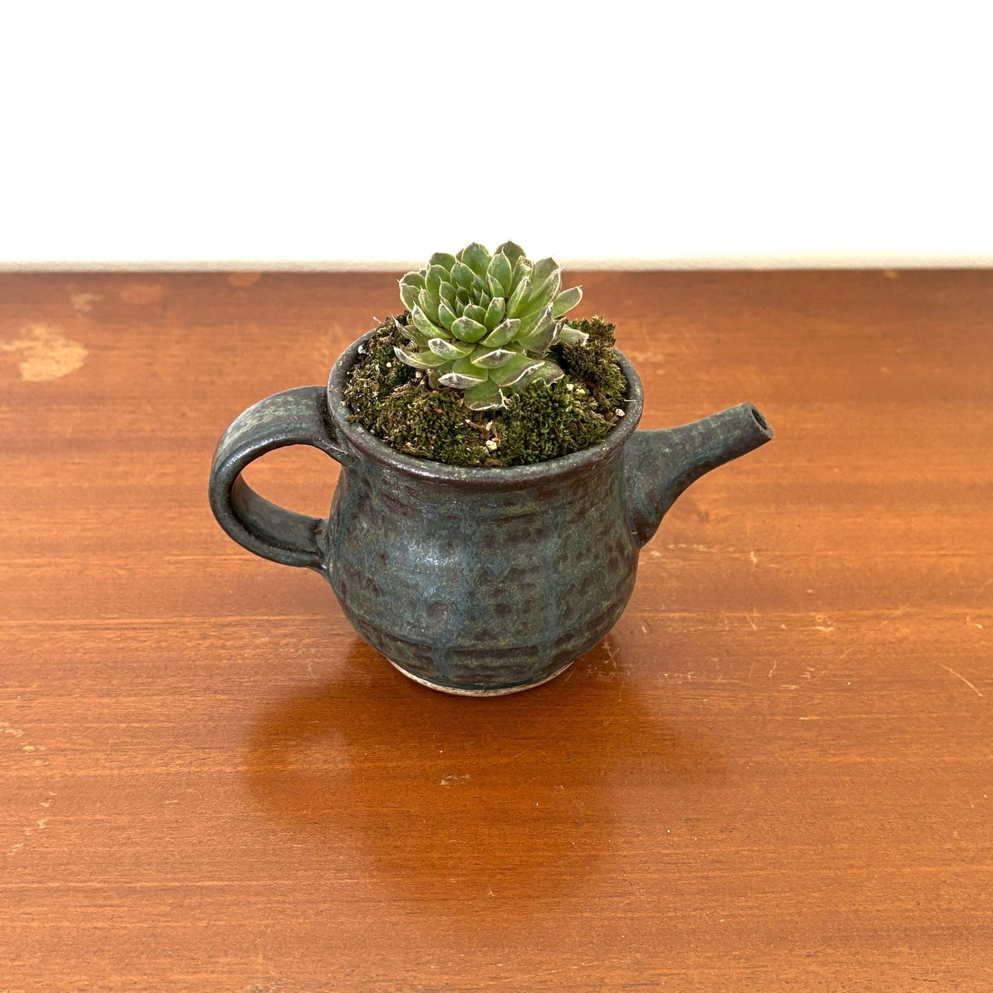 Re-盆栽 b8y/エケベリア/多肉植物/観葉植物/BONSAI