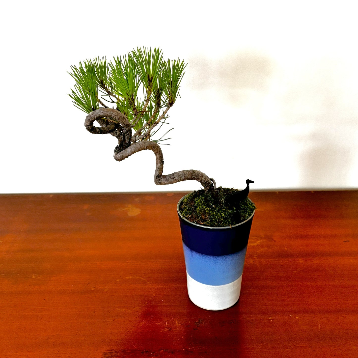 3.Re‑盆栽〈赤松・藍グラデーション鉢〉【手のひらサイズ盆栽|リユース鉢|北欧×和】