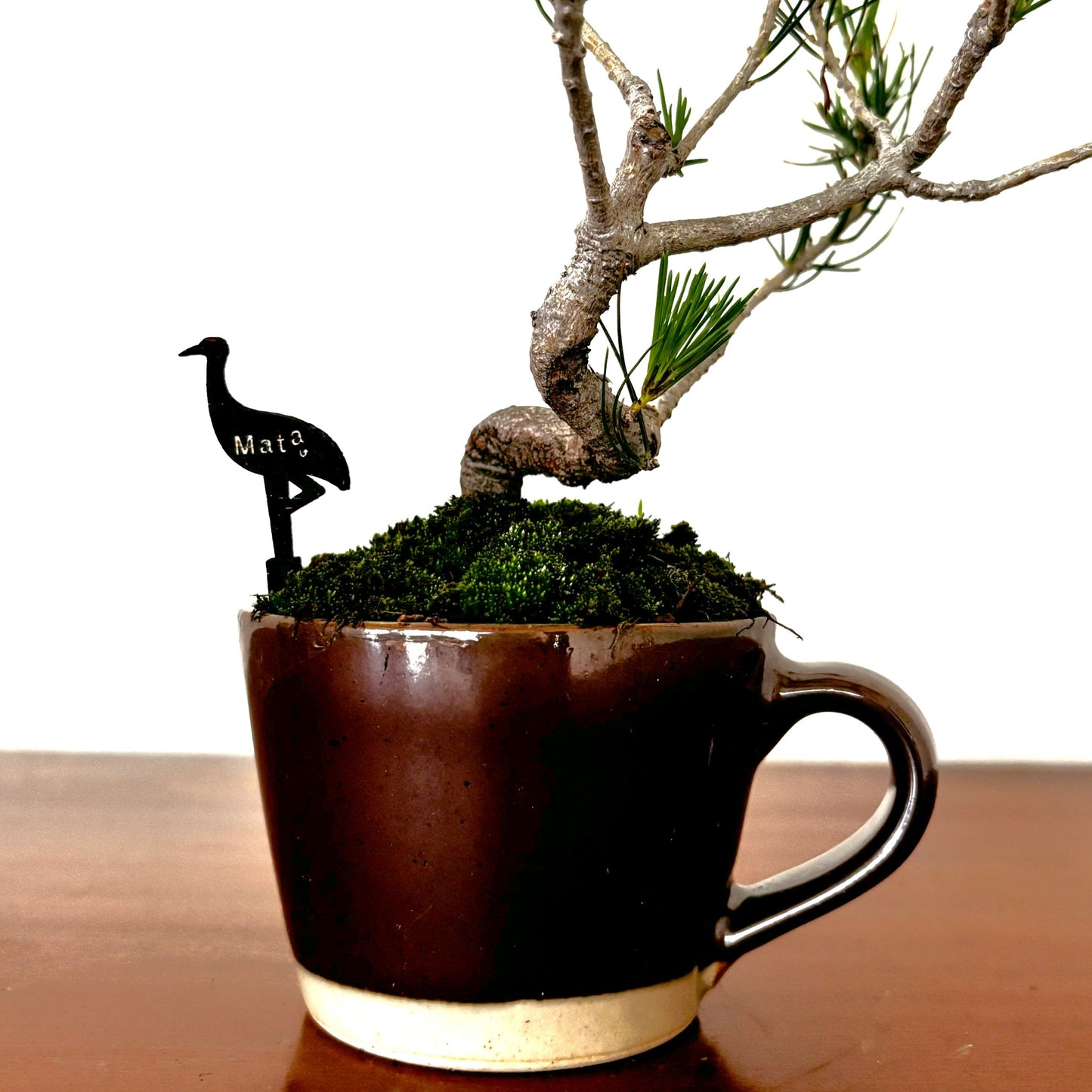 Re‑盆栽〈赤松・陶器茶カップ鉢〉【手のひらサイズ盆栽|リユース鉢|北欧×和】
