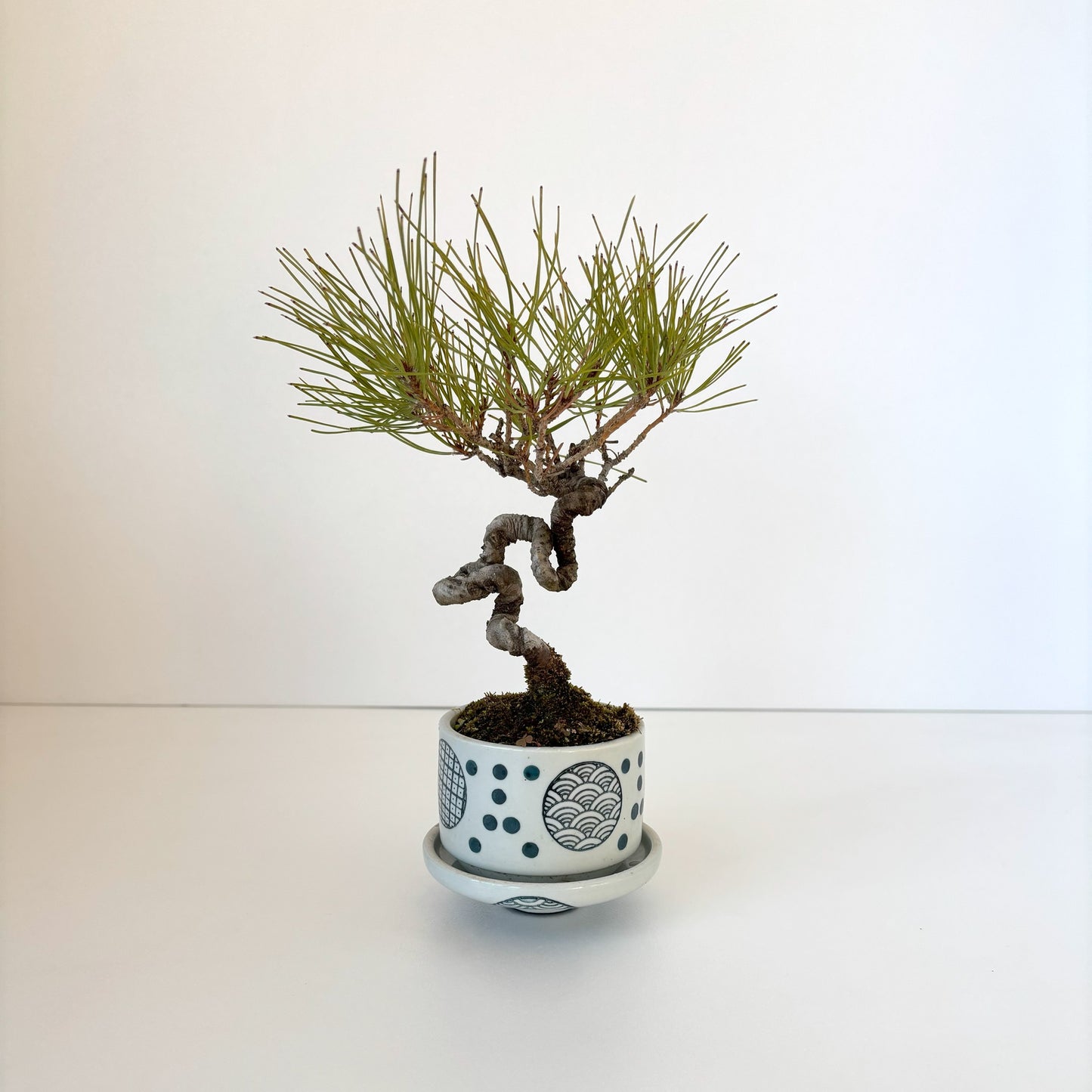 Re‐盆栽/赤松/観葉植物/リユース鉢/ミニ盆栽
