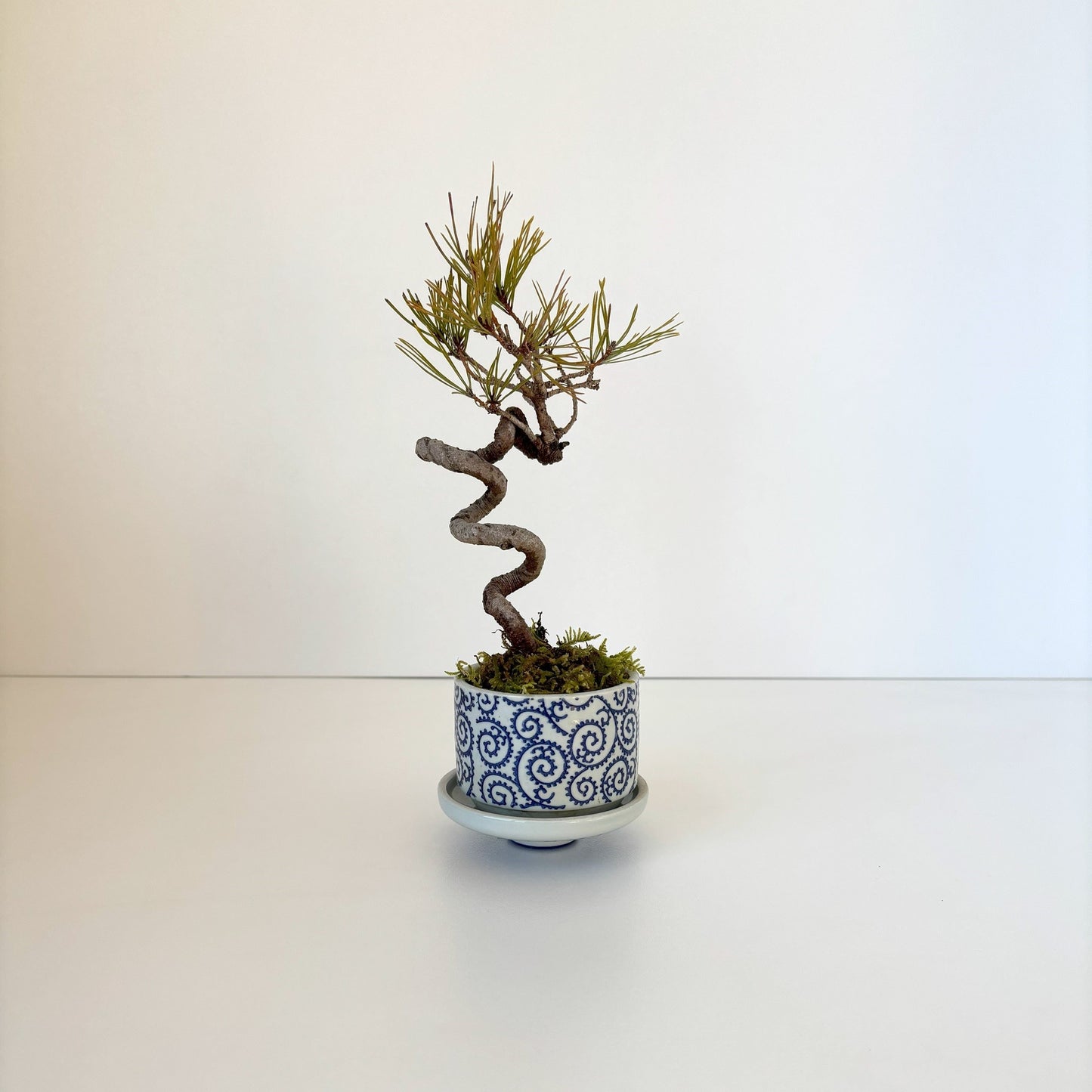 Re‐盆栽/赤松/観葉植物/リユース鉢/ミニ盆栽