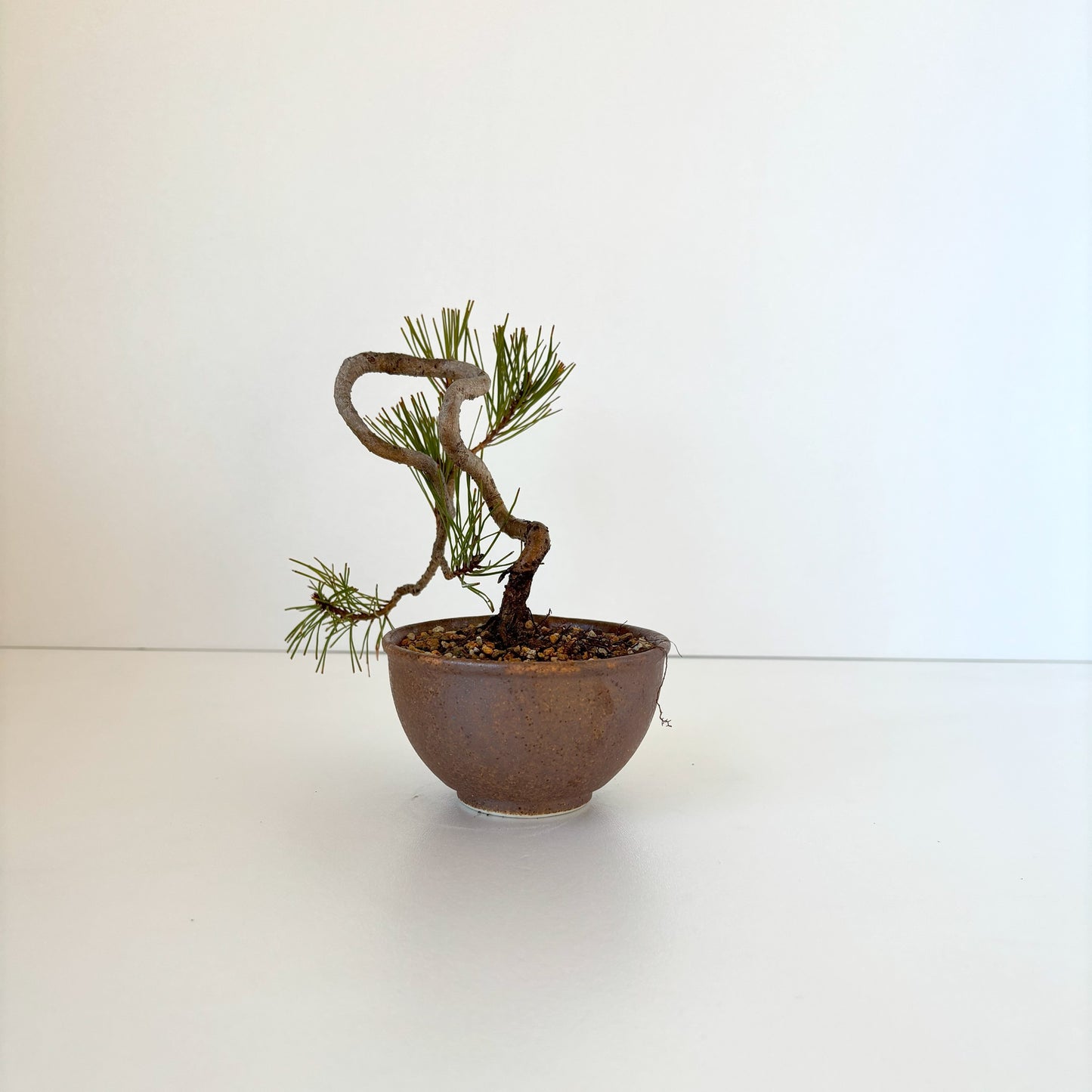 Re‐盆栽/赤松/観葉植物/リユース鉢/ミニ盆栽