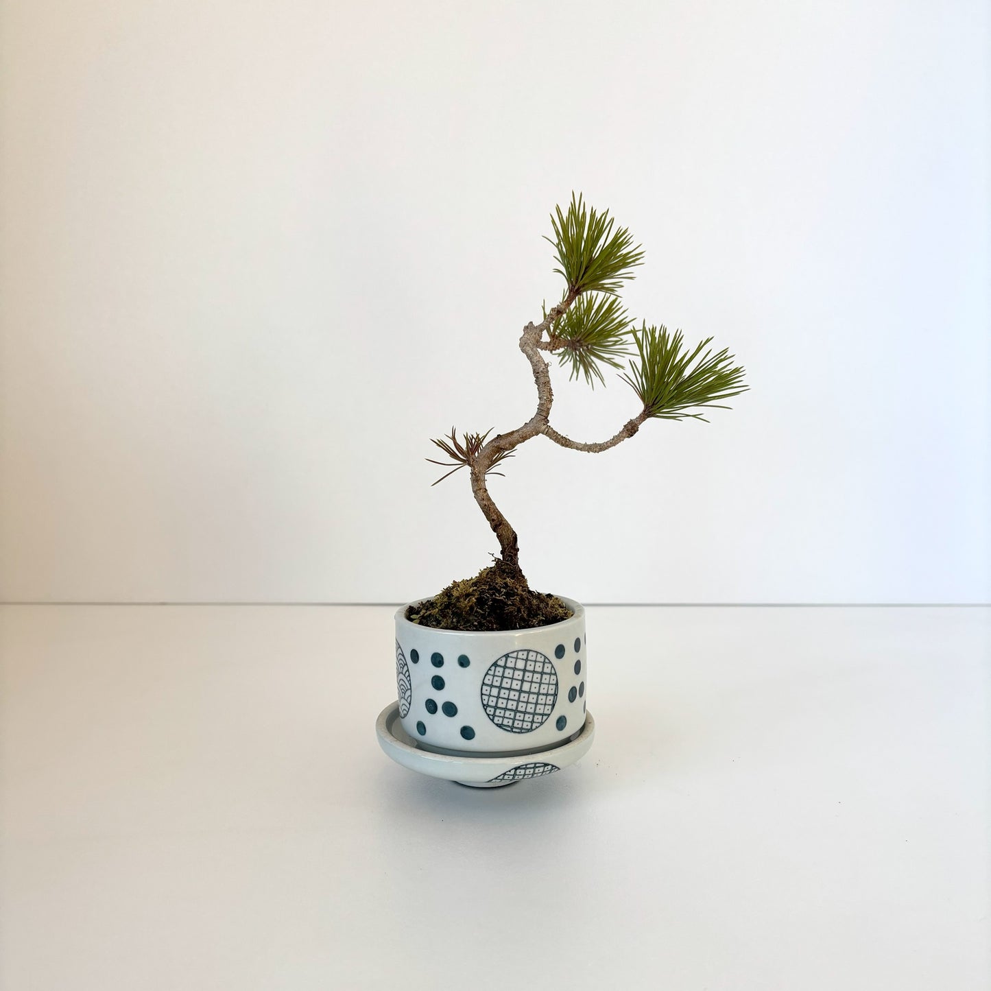 Re‐盆栽/赤松/観葉植物/リユース鉢/ミニ盆栽