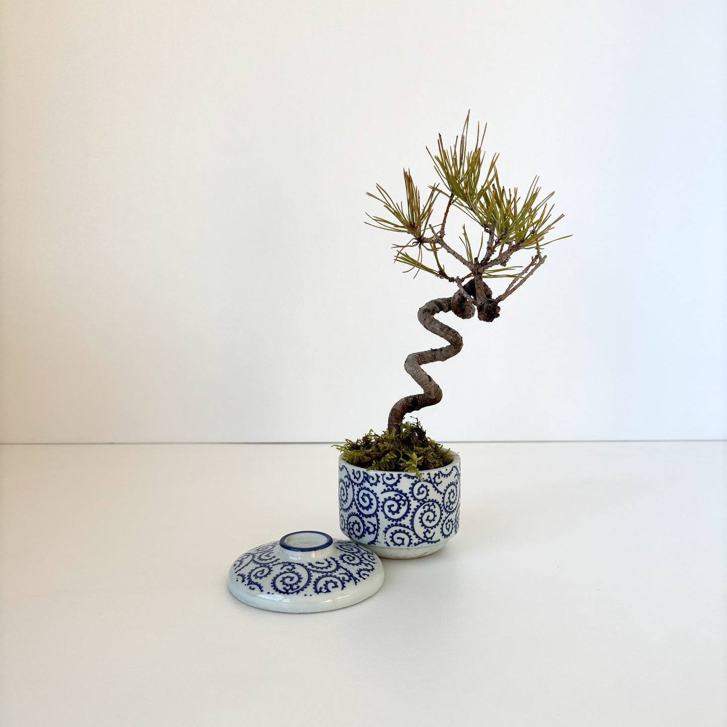 Re‐盆栽/赤松/観葉植物/リユース鉢/ミニ盆栽