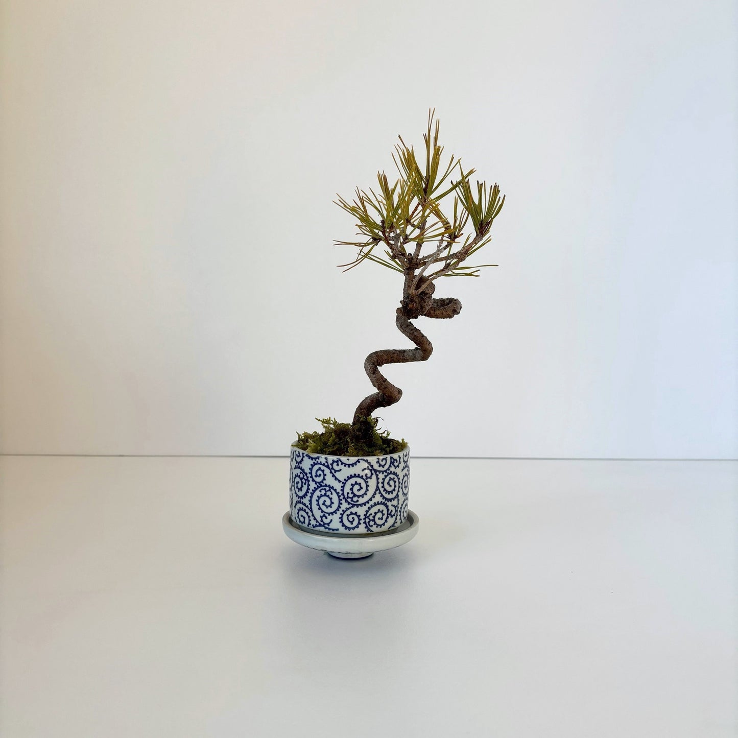Re‐盆栽/赤松/観葉植物/リユース鉢/ミニ盆栽