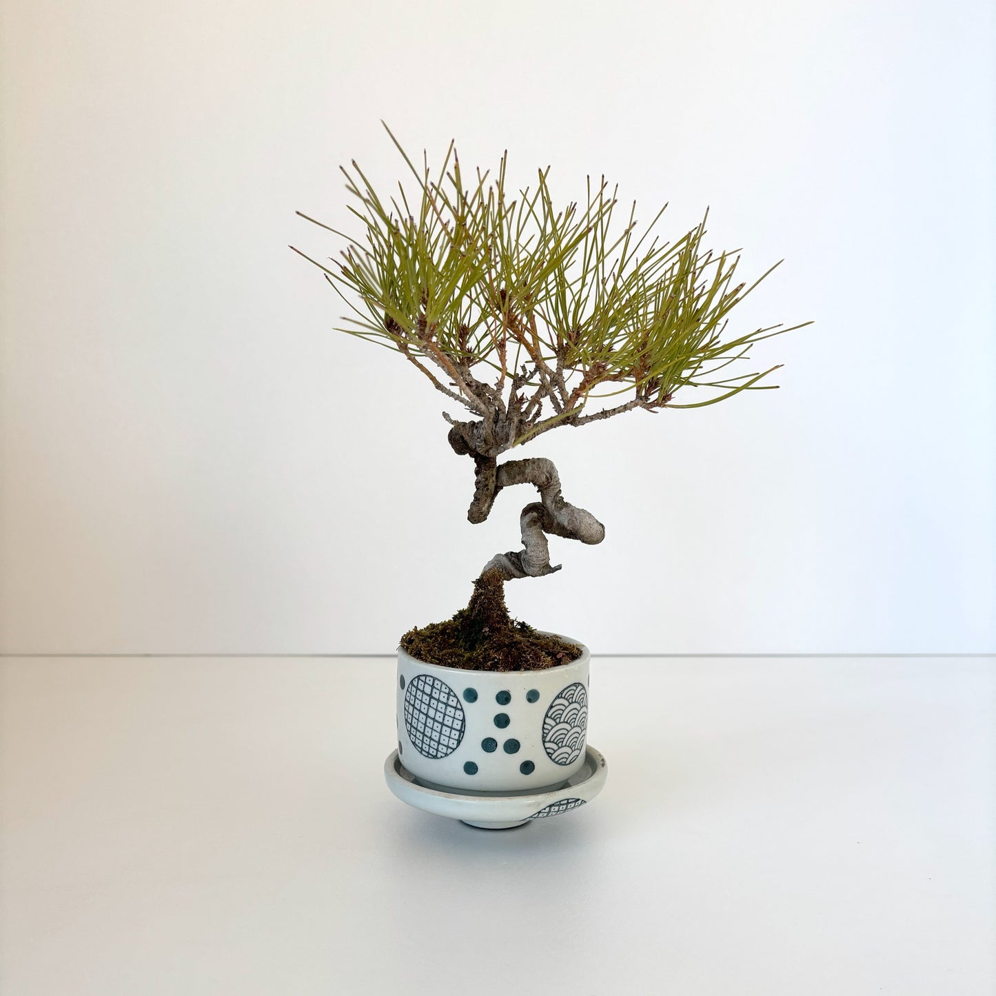 Re‐盆栽/赤松/観葉植物/リユース鉢/ミニ盆栽