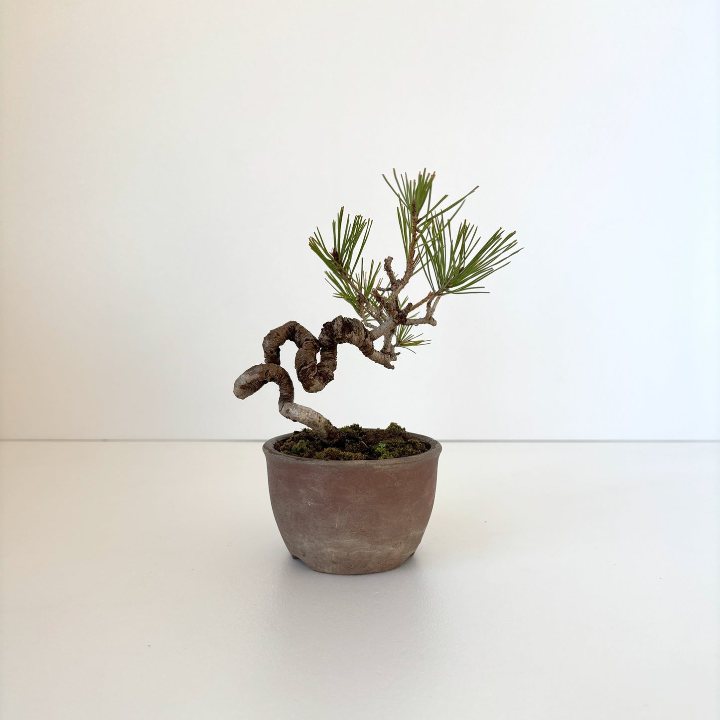 Re‐盆栽/赤松/観葉植物/ミニ盆栽