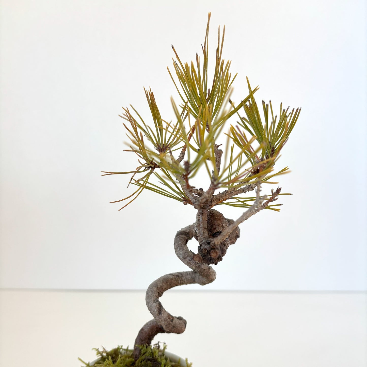 Re‐盆栽/赤松/観葉植物/リユース鉢/ミニ盆栽