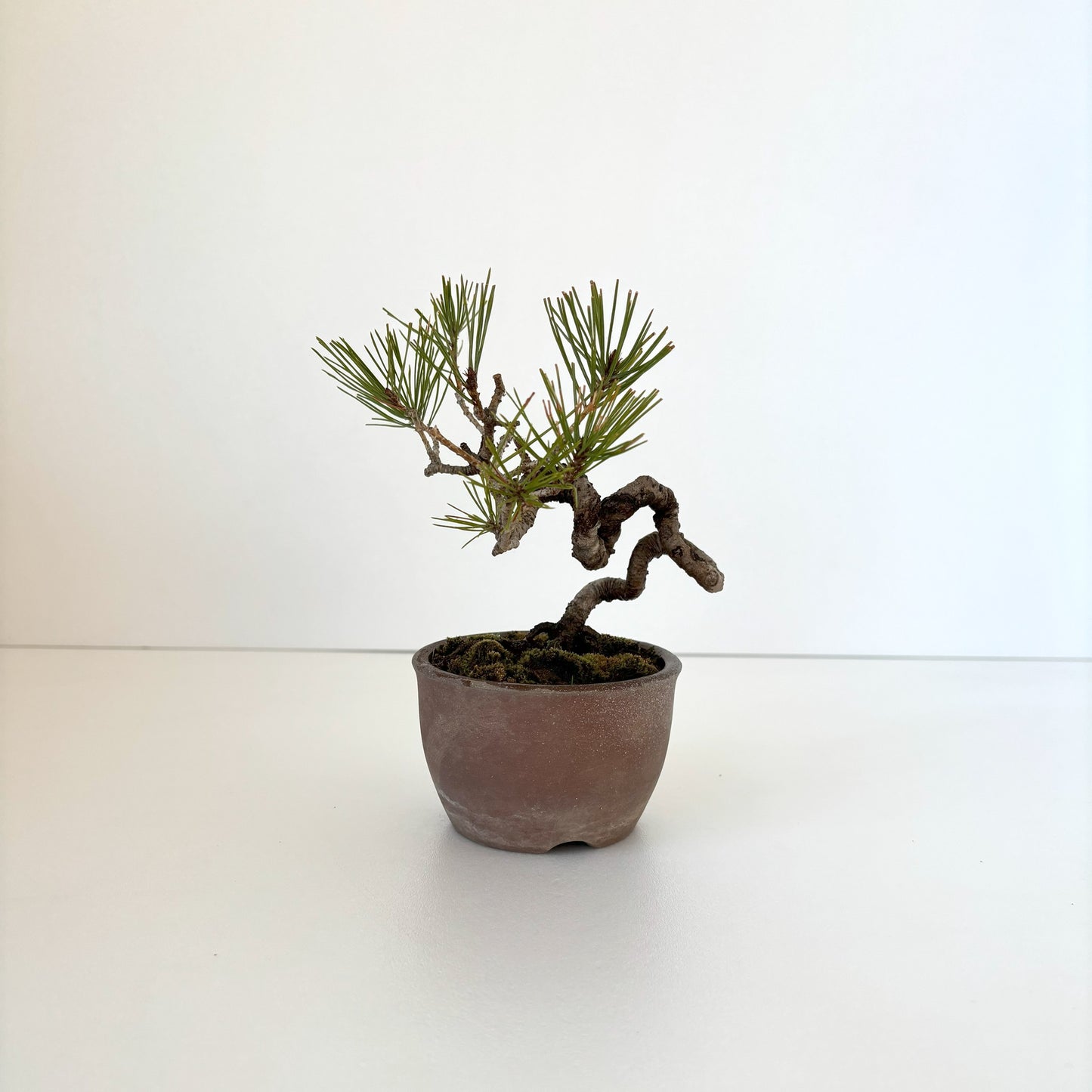 Re‐盆栽/赤松/観葉植物/ミニ盆栽