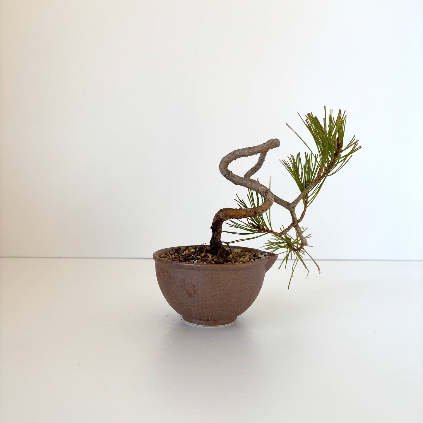 Re‐盆栽/赤松/観葉植物/リユース鉢/ミニ盆栽