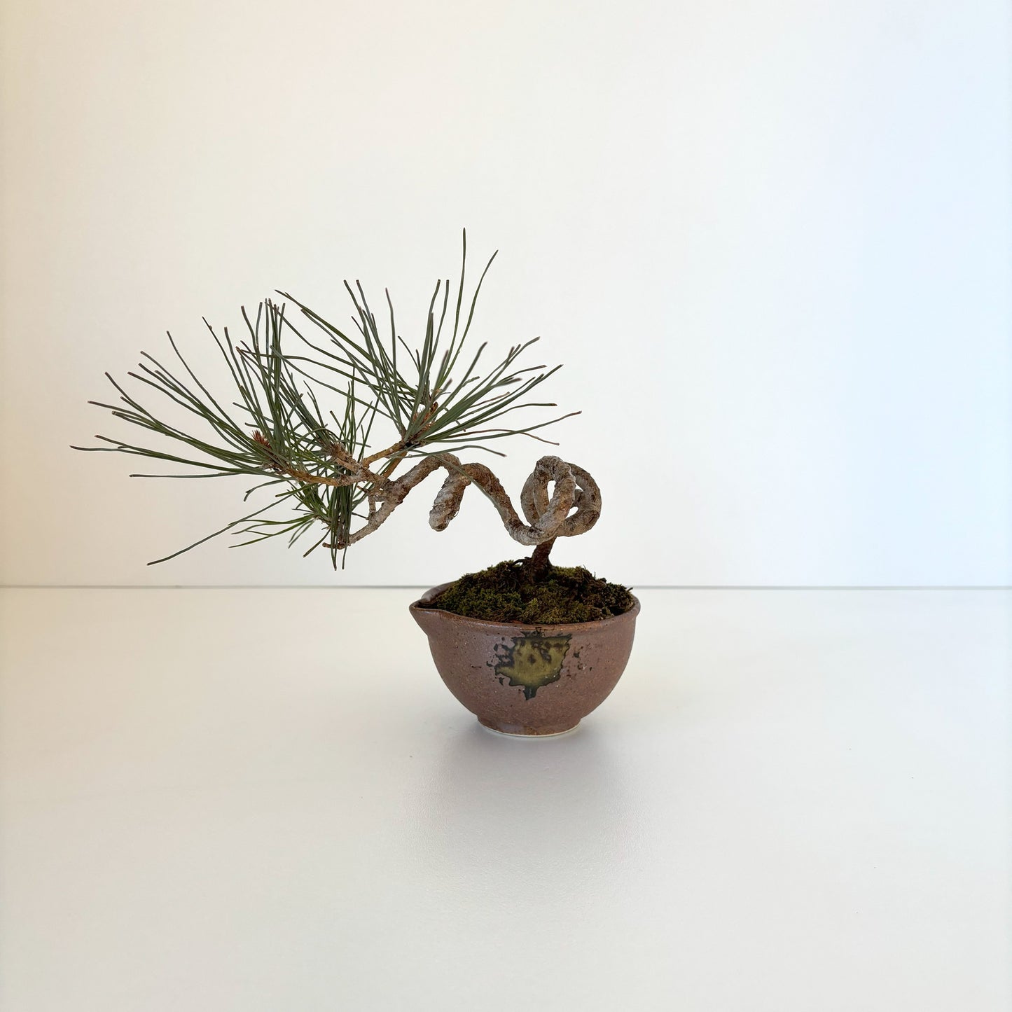 Re‑盆栽〈赤松・茶片口鉢〉【手のひらサイズ盆栽|リユース鉢|北欧×和】