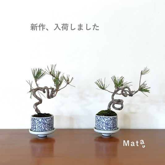 【新入荷】Re-盆栽シリーズに新しい赤松たちが仲間入りしました｜Mata,オンラインショッ