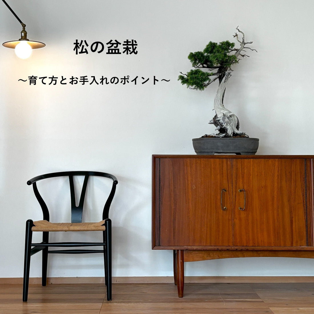 北欧インテリアに映える「松の盆栽」｜育て方とお手入れのポイント