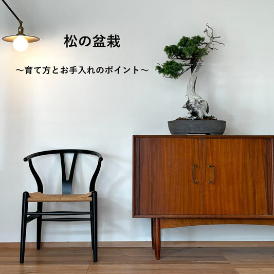 北欧インテリアに映える「松の盆栽」｜育て方とお手入れのポイント