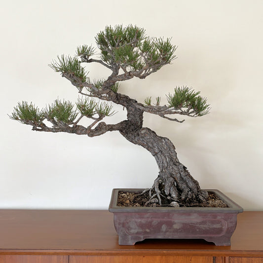 赤松の盆栽｜風格ある曲幹の大型盆栽（一点物）