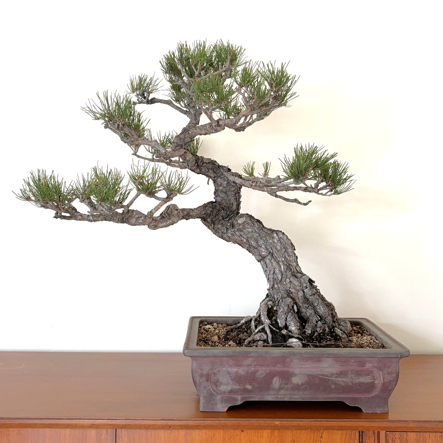 赤松の盆栽｜風格ある曲幹の大型盆栽（一点物）