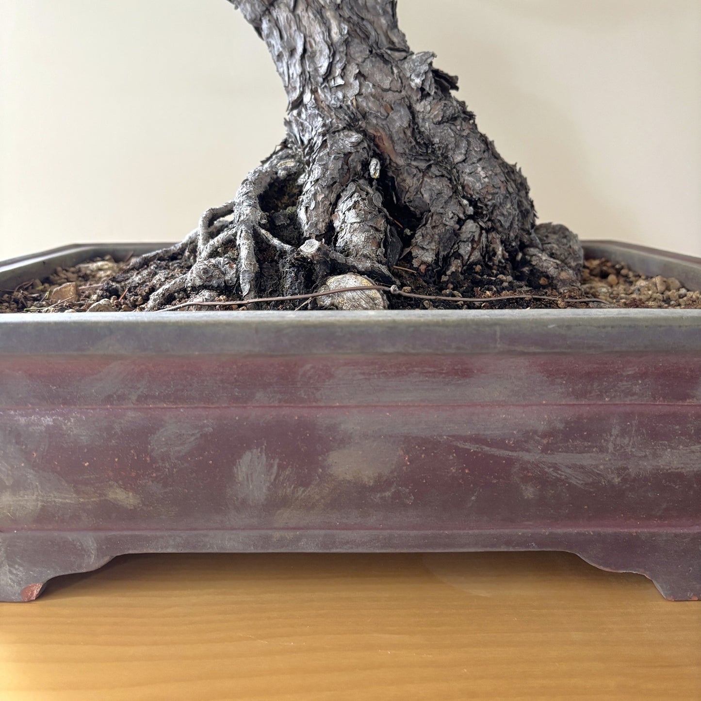 赤松の盆栽｜風格ある曲幹の大型盆栽（一点物）