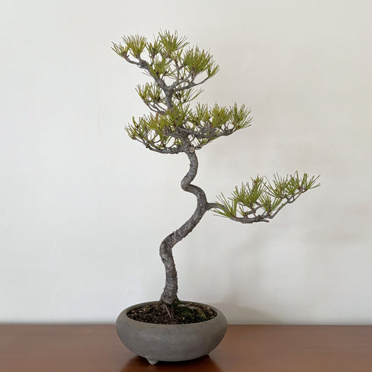 赤松の盆栽｜文人風の曲幹盆栽（一点物）