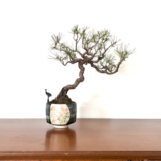 Re-盆栽 b10y／赤松／観葉植物／BONSAI／Pine