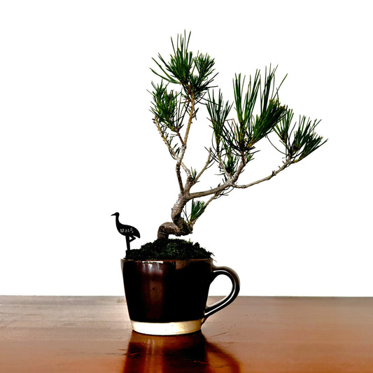 Re‑盆栽〈赤松・陶器茶カップ鉢〉【手のひらサイズ盆栽｜リユース鉢｜北欧×和】
