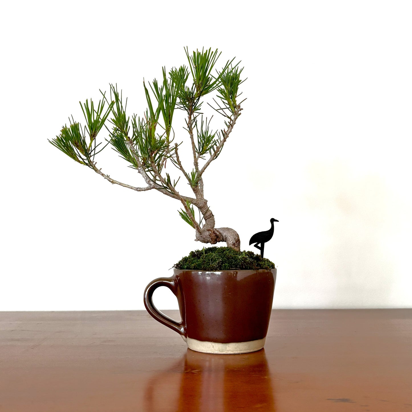Re‑盆栽〈赤松・陶器茶カップ鉢〉【手のひらサイズ盆栽｜リユース鉢｜北欧×和】