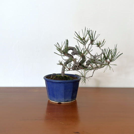 Re-盆栽〈赤松・紺瑠璃鉢〉【松盆栽｜育てやすい｜和×北欧】