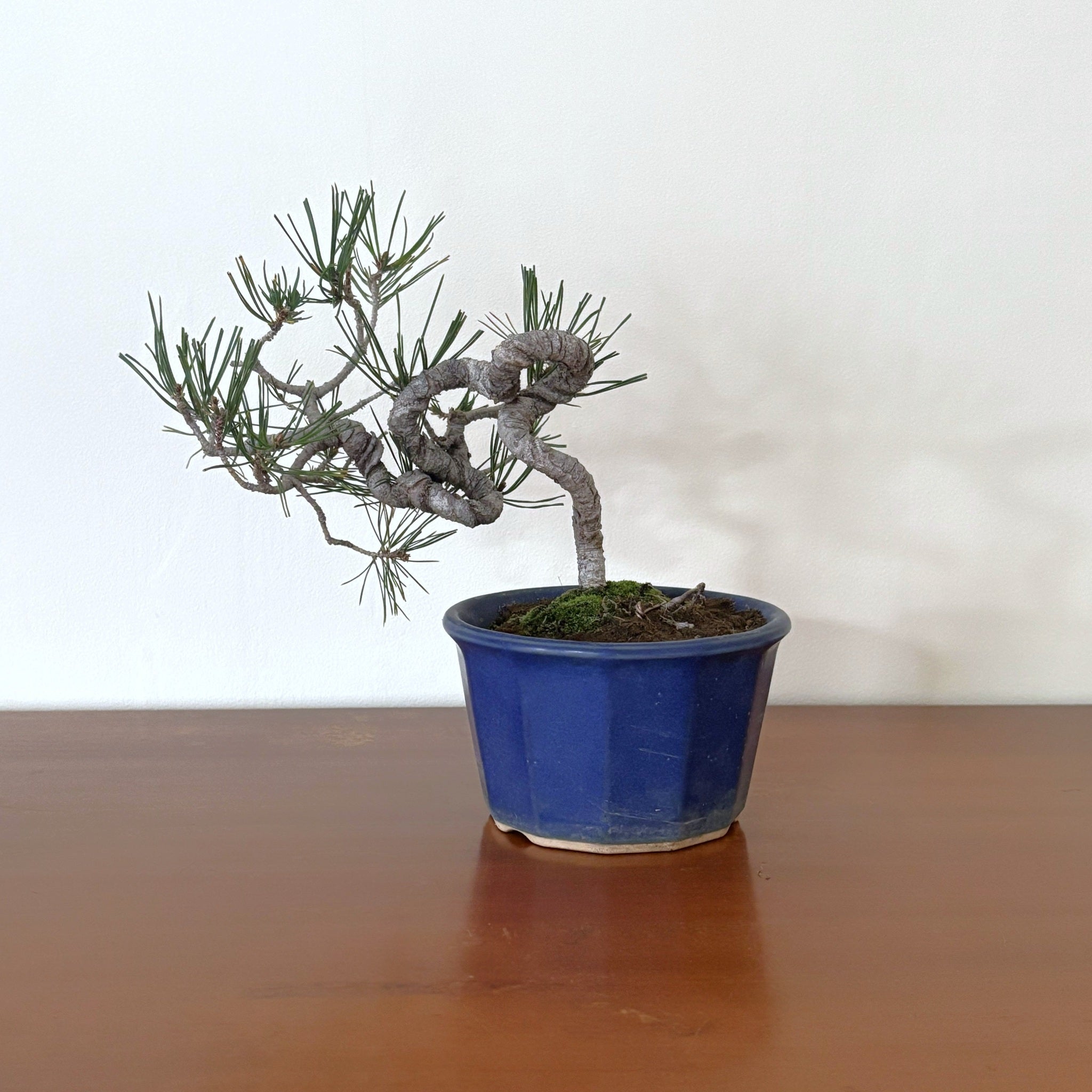 7.Re-盆栽〈赤松・紺瑠璃鉢〉【松盆栽｜育てやすい｜和×北欧】 – 北欧