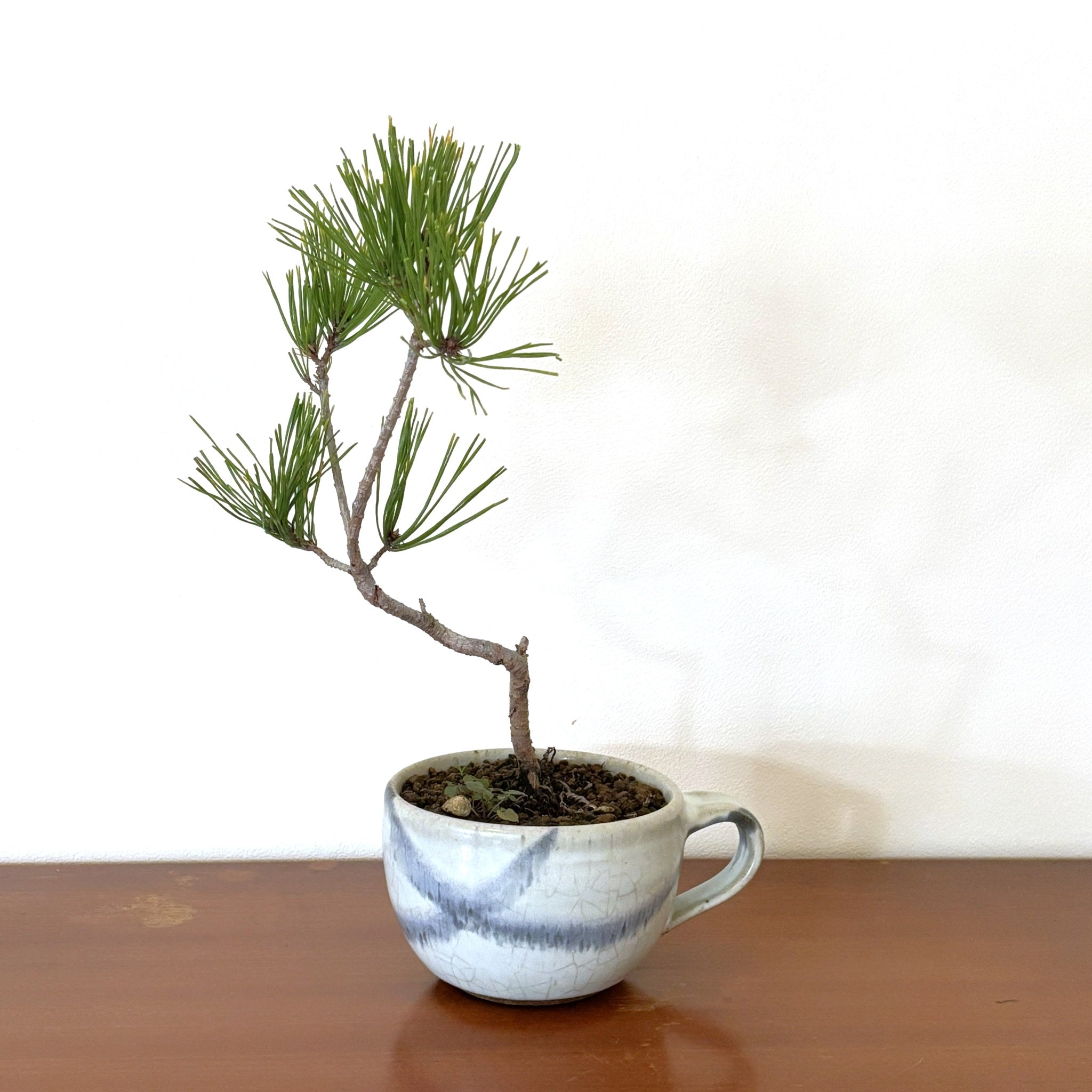 盆栽鉢　盆栽 盆栽鉢 「紀伊染付山水図楕円鉢」 植木鉢 絵付鉢 作家鉢 磁器 呉須 共