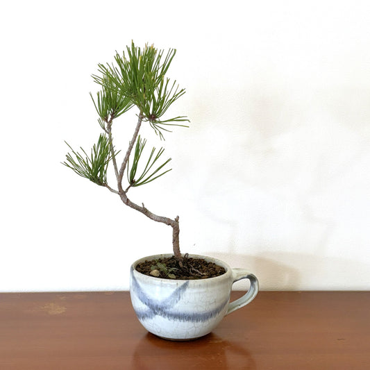 Re-盆栽〈赤松・藍染風マグカップ鉢〉【ミニ盆栽｜アップサイクル鉢｜北欧インテリア】