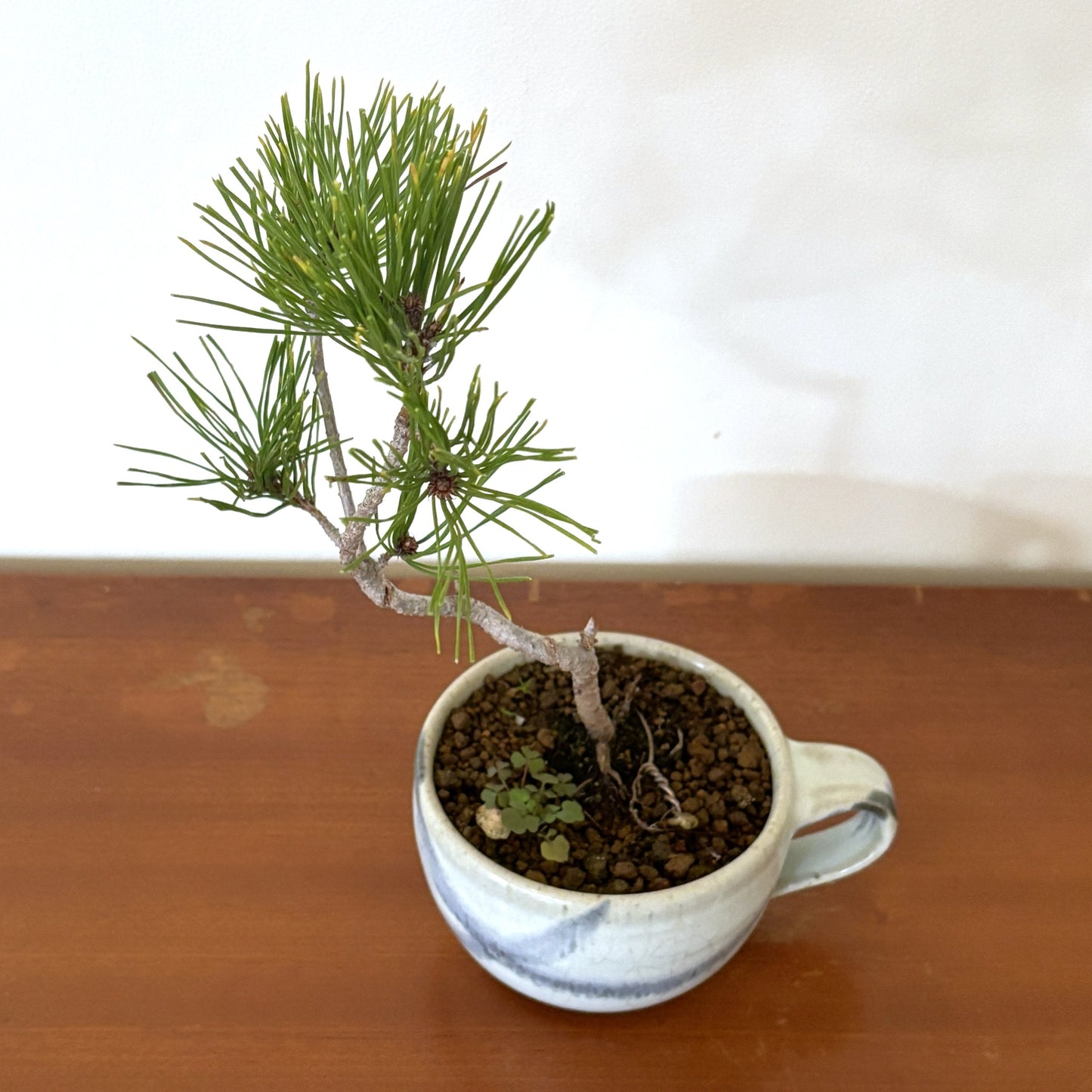 4.Re-盆栽〈赤松・藍染風マグカップ鉢〉【ミニ盆栽｜アップサイクル鉢｜北欧インテリア】