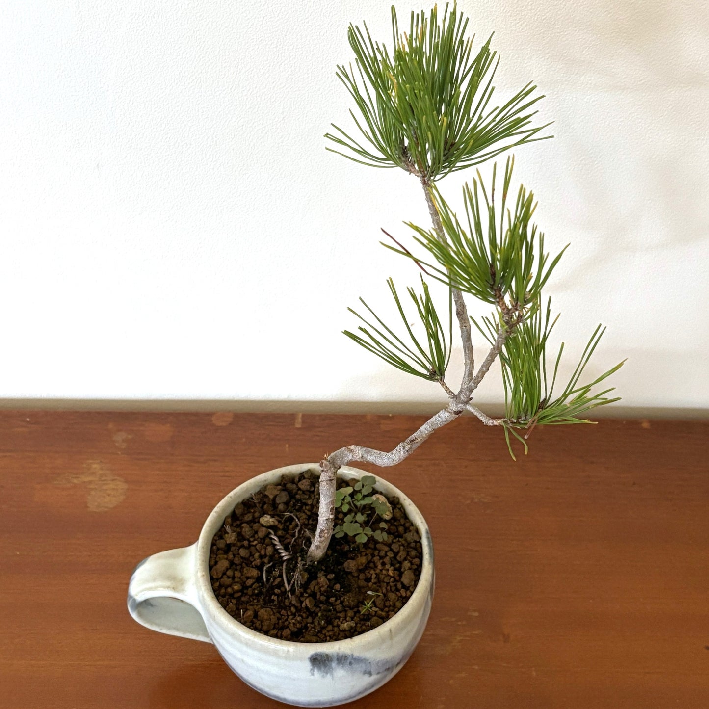 4.Re-盆栽〈赤松・藍染風マグカップ鉢〉【ミニ盆栽｜アップサイクル鉢｜北欧インテリア】