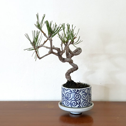 Re‑盆栽〈赤松・藍唐草脚付き鉢〉【手のひらサイズ盆栽｜リユース鉢｜北欧×和】