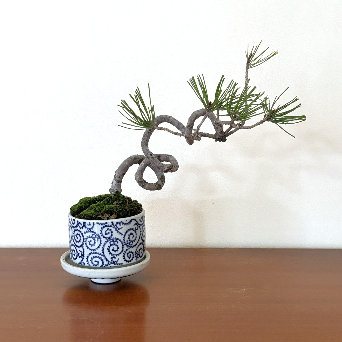 5.Re‑盆栽〈赤松・藍唐草脚付き鉢〉【手のひらサイズ盆栽｜リユース鉢｜北欧×和】