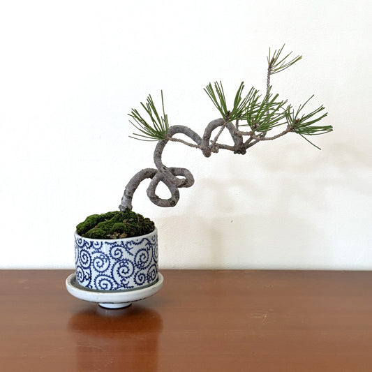 Re‑盆栽〈赤松・藍唐草脚付き鉢〉【手のひらサイズ盆栽｜リユース鉢｜北欧×和】