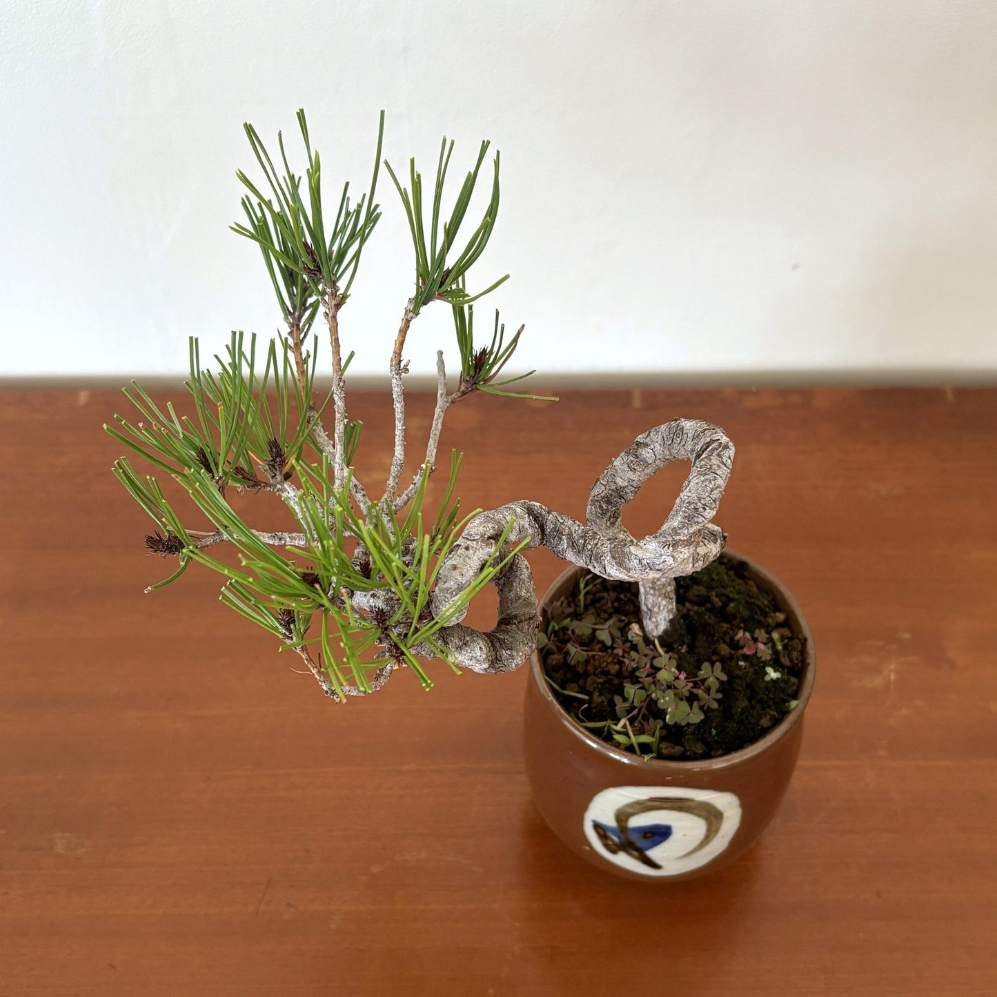 Re-盆栽〈赤松・絵付け茶鉢〉【小品盆栽｜レトロ和モダン｜育てやすい松盆栽】