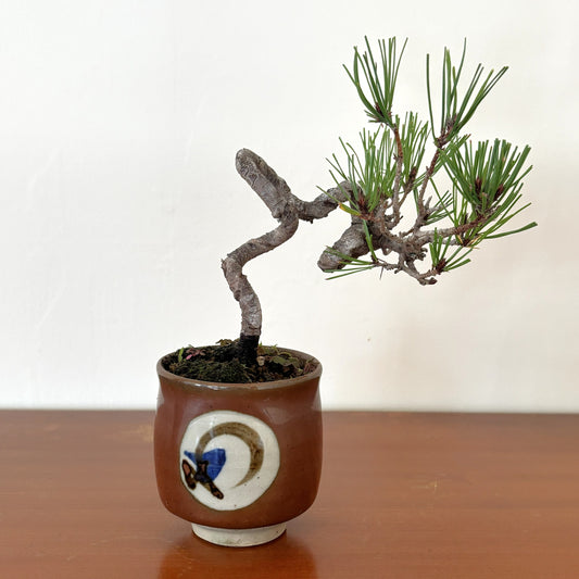 Re-盆栽〈赤松・絵付け茶鉢〉【小品盆栽｜レトロ和モダン｜育てやすい松盆栽】