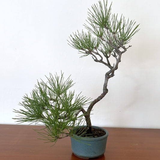 Re-盆栽〈赤松・青磁風鉢〉【インテリア盆栽｜育てやすい｜和モダン】
