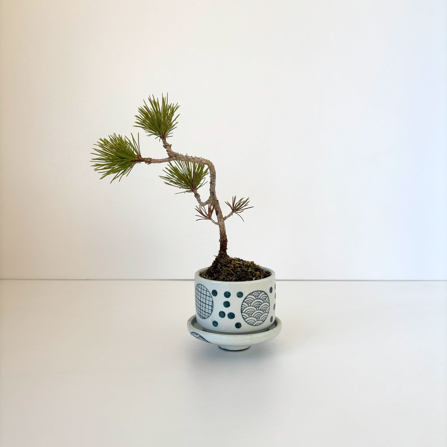 Re‐盆栽／赤松／観葉植物／リユース鉢／ミニ盆栽